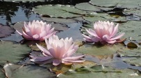trinity of pond lillies
